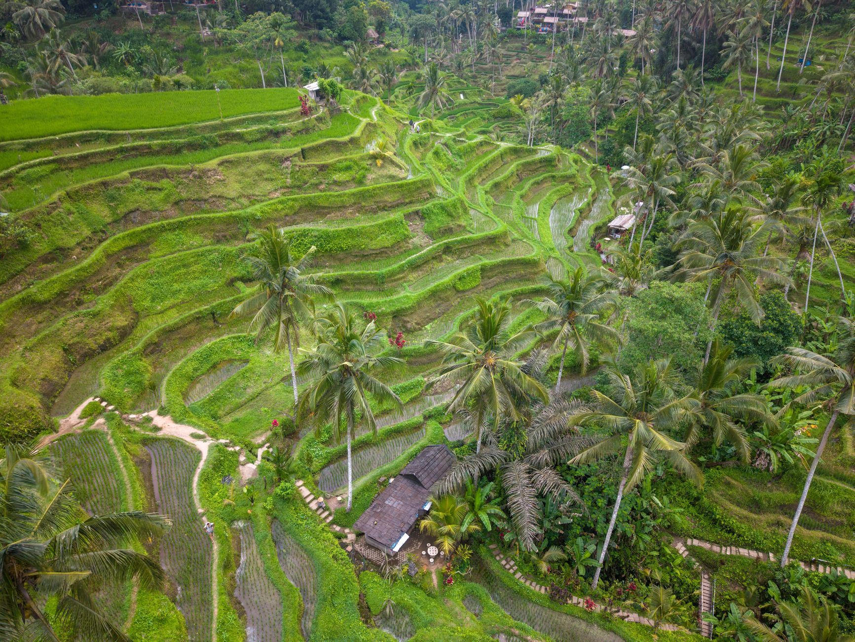 The sculpted green Tegallalang rice terraces near Ubud, Bali