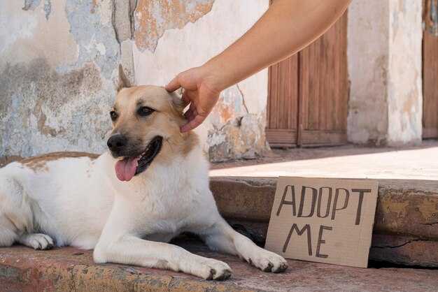 How to Adopt a Humane Approach to Stray Dogs in Türkiye: Practical Tips for Ethical Care and Coexistence