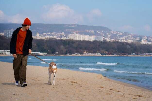 Pet-Friendly Hotels in Istanbul: Top Picks for 2025