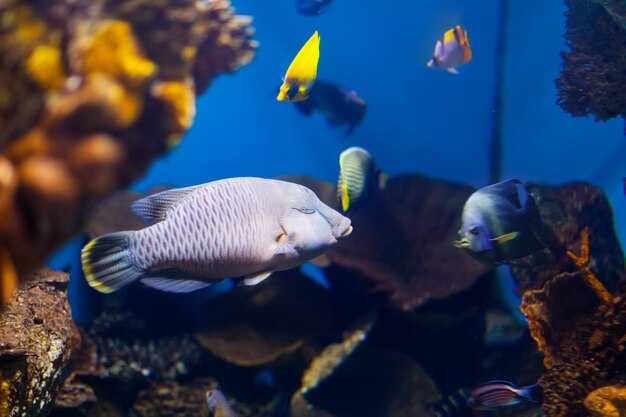Aquarium Istanbul: Your Ultimate Guide to Istanbul's Premier Aquarium