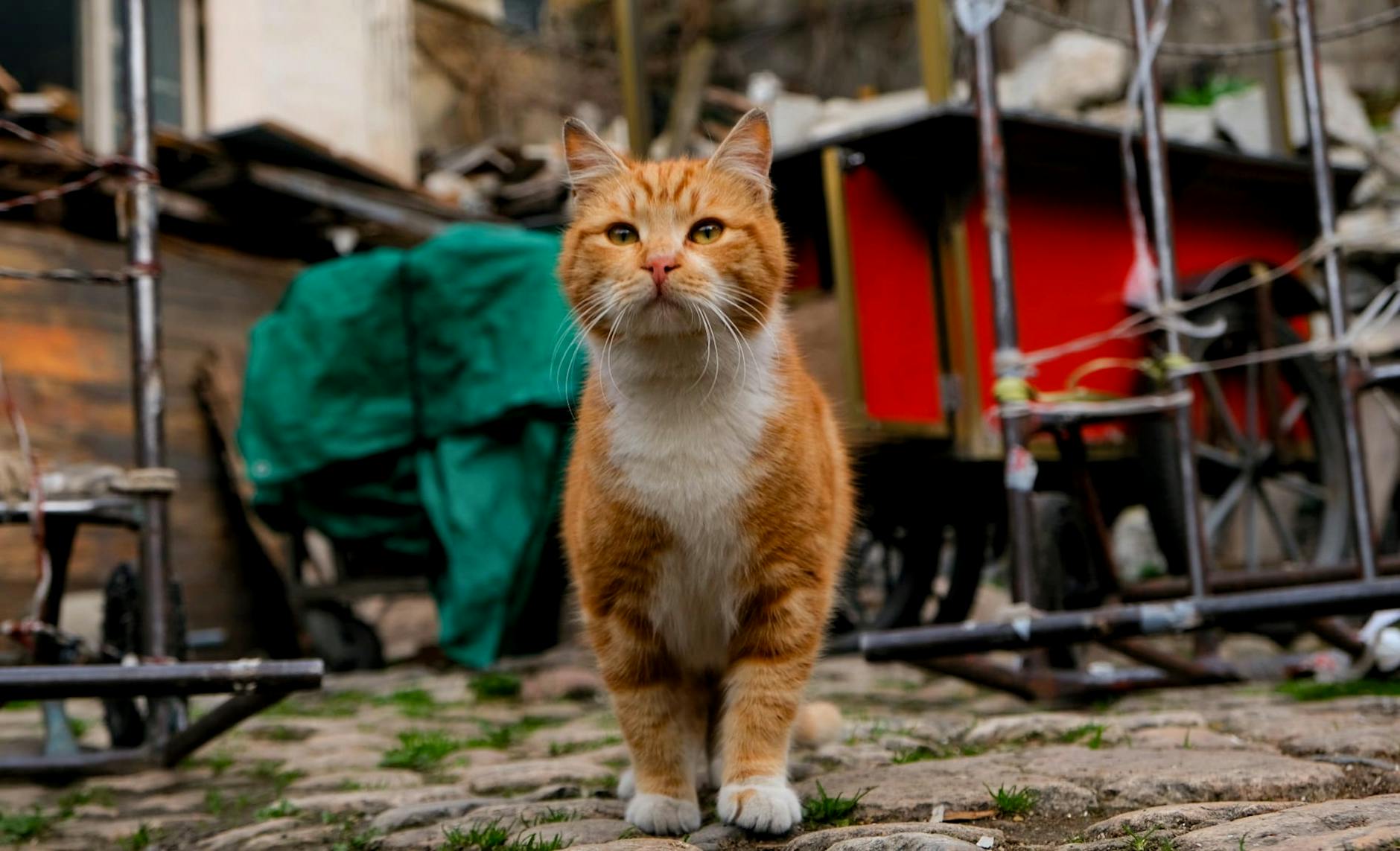 Many Cats in Istanbul: A Guide to City Felines