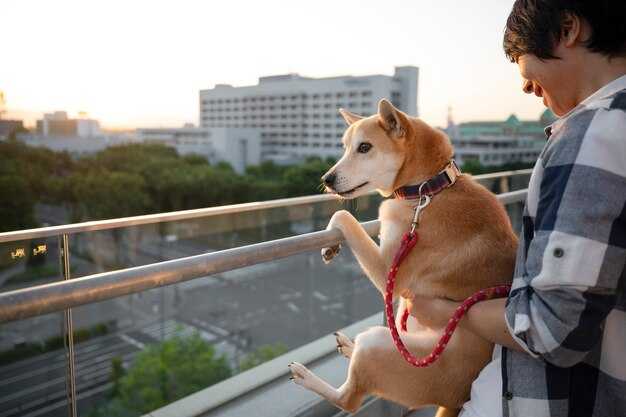 Booking Flexibility: Pet-Friendly Flight Options, Fees, Cancellations, and Changes