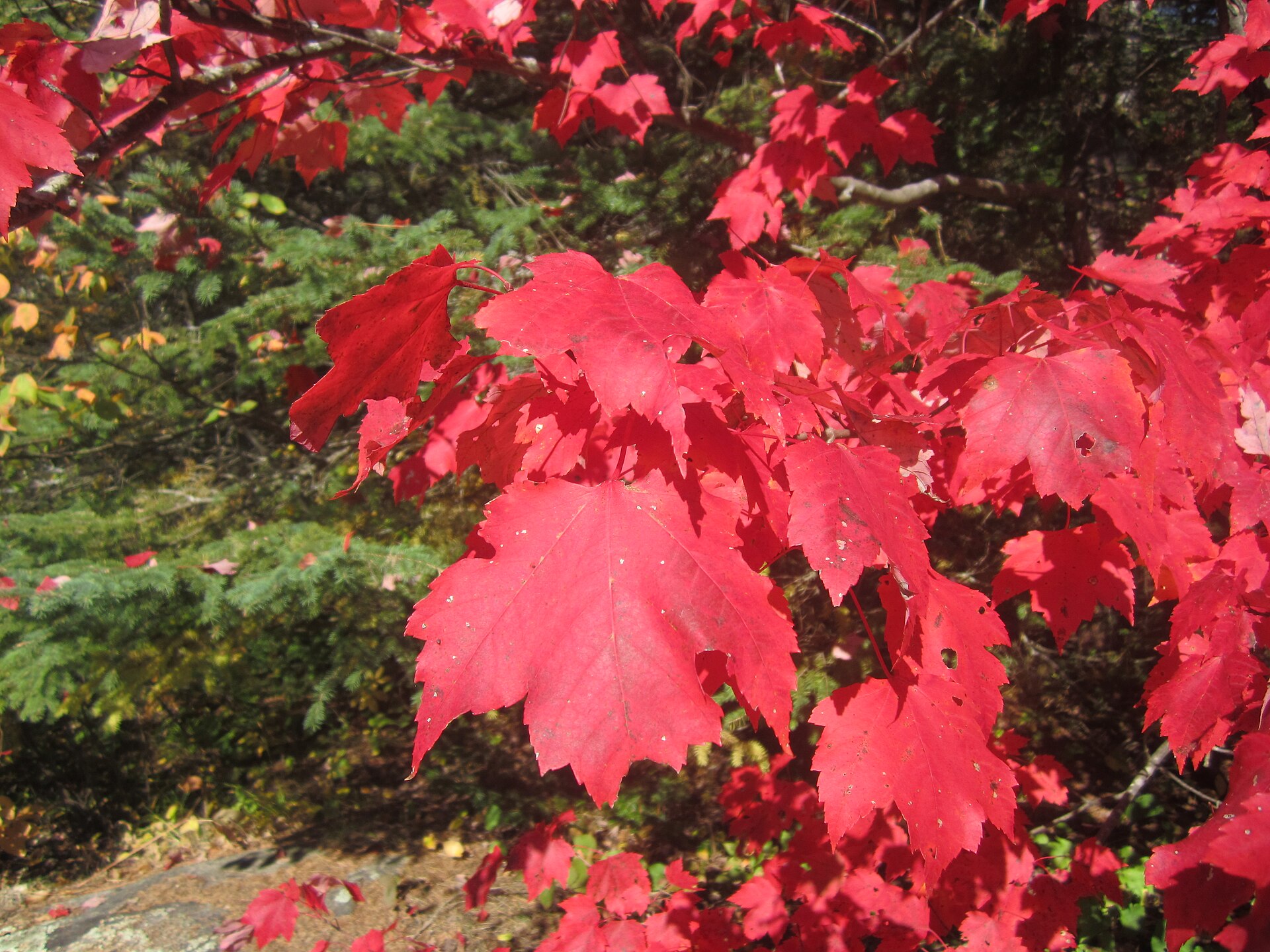 Bright red autumn maple leaves in Algonquin Provincial Park, Ontario